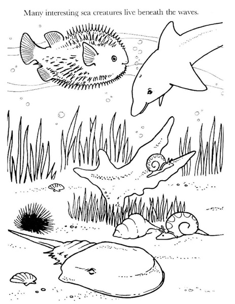 File:My Little Pony The Sea Ponies.pdf