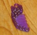 Ivy comb purple.jpg